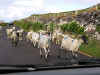 Sheep in the road (99669 bytes)
