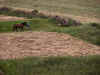 Man and Horse from the top of Trim Castle (119532 bytes)