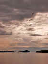 Seagulls at sunset with Blaskets (45587 bytes)