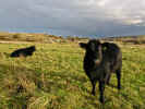 Cows near Templecronan Church (162042 bytes)
