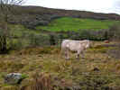 Cow near Kilcorney Church (162792 bytes)