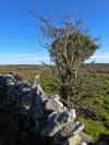 Stone Wall near Cahercommaun (173380 bytes)