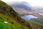 Sheep on Conor Pass (146430 bytes)