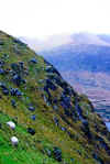 Sheep on Conor Pass (151452 bytes)