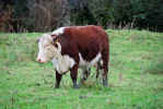 Big Cow near Killeany Church (578223 bytes)