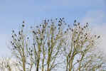 Trees near Brook Cottage