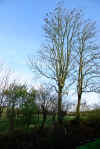 Trees near Brook Cottage