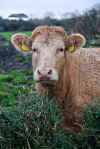 Corofin Cow