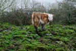 Corofin Cow
